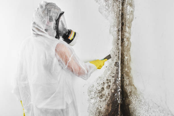Best Residential Mold Removal  in East Grand Forks, MN