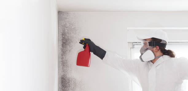 Best Attic Mold Removal  in East Grand Forks, MN